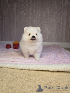 Foto №3. Mopswelpe mit Stammbaum. Russische Föderation