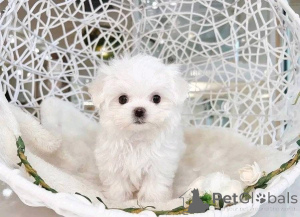 Foto №2 zu Ankündigung № 161136 zu verkaufen  - einkaufen USA 