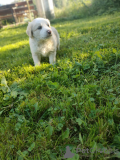 Foto №3. Border-Collie-Welpe. Polen