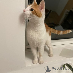 Foto №2 zu Ankündigung № 145314 zu verkaufen europäisch kurzhaar - einkaufen Frankreich aus dem tierheim