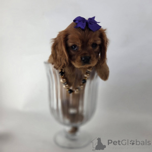 Foto №2 zu Ankündigung № 155573 zu verkaufen cavalier king charles spaniel - einkaufen Island quotient 	ankündigung