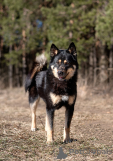 Foto №1. mischlingshund - zum Verkauf in der Stadt Moskwa | Frei | Ankündigung № 144543