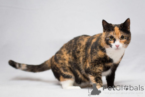 Foto №3. Die wunderschöne Ulyana sucht ein Zuhause!. Russische Föderation