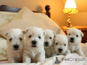 Foto №1. west highland white terrier - zum Verkauf in der Stadt Ansbach | verhandelt | Ankündigung № 162239