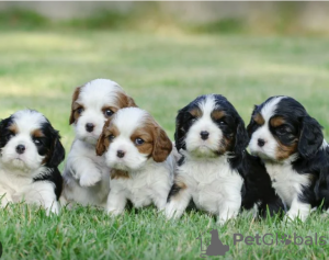 Foto №1. cavalier king charles spaniel - zum Verkauf in der Stadt Stockholm | verhandelt | Ankündigung № 113190