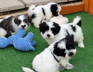 Foto №1. shih tzu - zum Verkauf in der Stadt Szombath | verhandelt | Ankündigung № 175023
