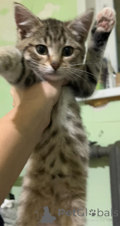 Foto №2 zu Ankündigung № 156080 zu verkaufen  - einkaufen Russische Föderation 