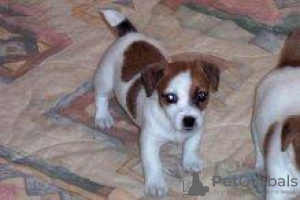 Foto №2 zu Ankündigung № 97010 zu verkaufen jack russell terrier - einkaufen Großbritannien quotient 	ankündigung