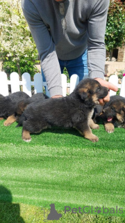Foto №1. otterhund - zum Verkauf in der Stadt Belgrad | verhandelt | Ankündigung № 139067