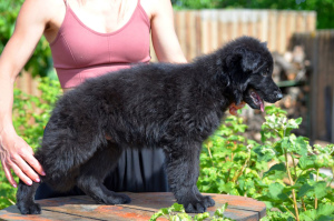 Zusätzliche Fotos: Deutscher Schäferhund Welpen langhaarig, schwarz und shabrack, 33 Tage alt, FCI
