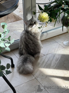 Foto №3. Persische Projektion Chinchilla Silber in Schweiz