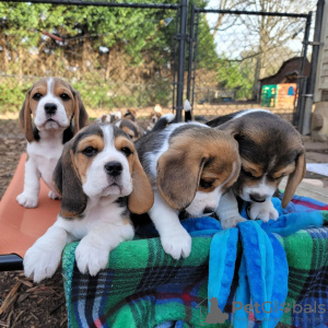 Foto №3. Wunderschöne Beagle-Welpen zu verkaufen.. Deutschland