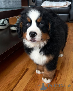 Foto №1.  - zum Verkauf in der Stadt Washington | verhandelt | Ankündigung № 162031