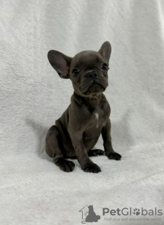 Foto №4. Ich werde verkaufen französische bulldogge in der Stadt Stara Pazova. züchter - preis - verhandelt