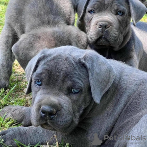 Foto №1. cane corso italiano - zum Verkauf in der Stadt Dijon | 340€ | Ankündigung № 31689