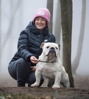 Foto №1. englische bulldogge - zum Verkauf in der Stadt Ljig | verhandelt | Ankündigung № 141884