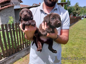 Foto №4. Ich werde verkaufen labrador retriever in der Stadt Koceljeva.  - preis - verhandelt