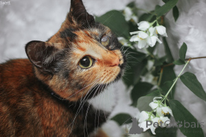 Foto №1.  - zum Verkauf in der Stadt Minsk | Frei | Ankündigung № 162830