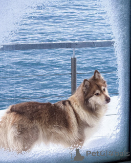 Foto №4. Ich werde verkaufen finnischer lapphund in der Stadt Alavus. züchter - preis - 630€