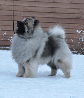 Zusätzliche Fotos: Keeshond