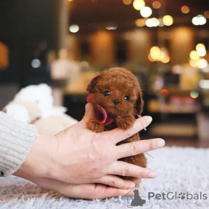 Foto №1. malteser - zum Verkauf in der Stadt Bradenton | verhandelt | Ankündigung № 154338