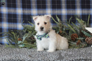 Foto №3. Atemberaubende West Highland Terrier Welpen JETZT BEREIT !!. Deutschland