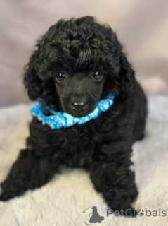 Foto №3. Eleganter Spielzeugpudelwelpe. Serbien