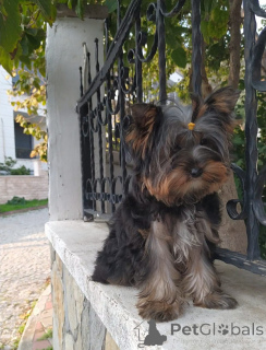 Foto №3. Yorochka-Perle für große Liebe. Türkei