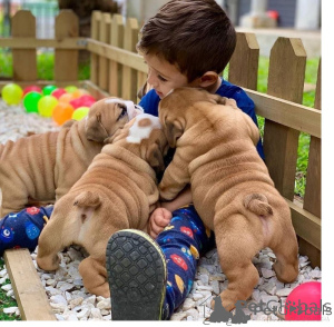 Foto №1. englische bulldogge - zum Verkauf in der Stadt Novi Vinodolski | verhandelt | Ankündigung № 175741