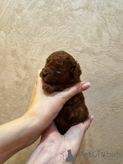 Foto №2 zu Ankündigung № 154838 zu verkaufen pudel (toy) - einkaufen Russische Föderation züchter