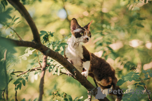 Foto №2 zu Ankündigung № 20679 zu verkaufen devon rex - einkaufen Russische Föderation vom kindergarten, züchter