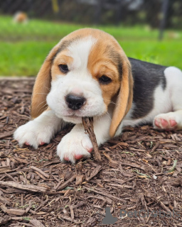 Zusätzliche Fotos: Beagle-Welpen zu verkaufen