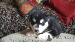 Foto №2 zu Ankündigung № 164837 zu verkaufen alaskan malamute - einkaufen Belgien quotient 	ankündigung, züchter