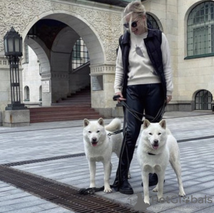 Foto №2 zu Ankündigung № 41382 zu verkaufen hokkaido (hunderasse) - einkaufen Russische Föderation vom kindergarten