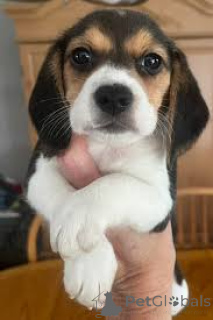 Foto №3. Entzückende Beagle-Chiots im Angebot. Frankreich