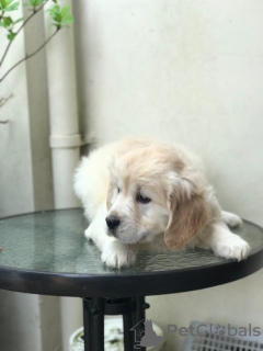 Foto №2 zu Ankündigung № 133077 zu verkaufen golden retriever - einkaufen Niederlande 