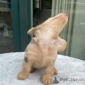 Foto №4. Ich werde verkaufen dackel in der Stadt Peking. quotient 	ankündigung - preis - 533€