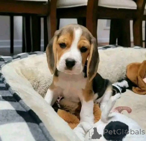 Foto №3. Beagle-Welpen zur Adoption West Virginia Beagle-Welpen zum Verkauf West Virginia. USA