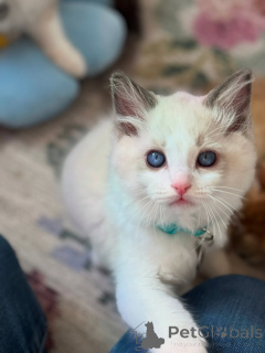 Foto №4. Ich werde verkaufen ragdoll-katze in der Stadt Venlo. züchter - preis - verhandelt