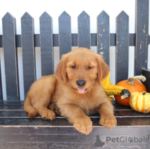 Foto №1. golden retriever - zum Verkauf in der Stadt Ins | 200€ | Ankündigung № 129270