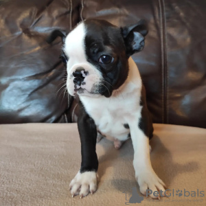 Foto №3. Boston Terrier Welpen zu verkaufen. Russische Föderation