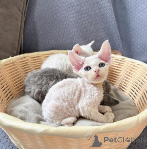 Foto №1. devon rex - zum Verkauf in der Stadt Luxemburg | verhandelt | Ankündigung № 162640