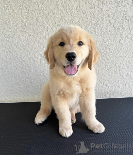 Foto №1. golden retriever - zum Verkauf in der Stadt Tartu | verhandelt | Ankündigung № 126506