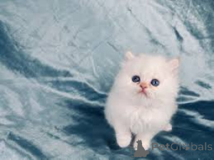 Foto №3. Schöne Stammbaum Chinchilla Kätzchen zum Verkauf. Österreich