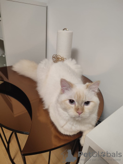 Foto №3. Kater Neva Masquarade. Deutschland