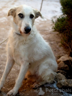 Zusätzliche Fotos: Der absolut tolle Hund Firefly sucht seine Familie!