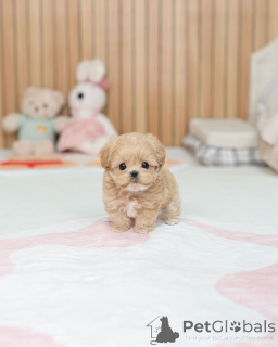 Foto №4. Ich werde verkaufen maltipu in der Stadt Berlin. züchter - preis - verhandelt