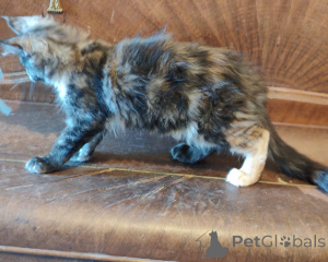 Foto №2 zu Ankündigung № 171813 zu verkaufen maine-coon-katze - einkaufen Belgien 