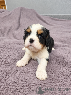 Foto №2 zu Ankündigung № 176031 zu verkaufen amerikanischer cocker spaniel, english cocker spaniel, english springer spaniel, welsh springer spaniel, irish water spaniel, perro de agua español, mastín español, cavalier king charles spaniel, cavalier king charles spaniel, clumber spaniel, russian spaniel, tibet-spaniel - einkaufen Litauen quotient 	ankündigung, vom kindergarten, züchter