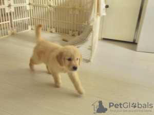 Foto №2 zu Ankündigung № 95973 zu verkaufen golden retriever - einkaufen Norwegen quotient 	ankündigung